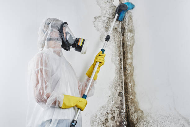 Best Basement Mold Removal  in Clayton, GA