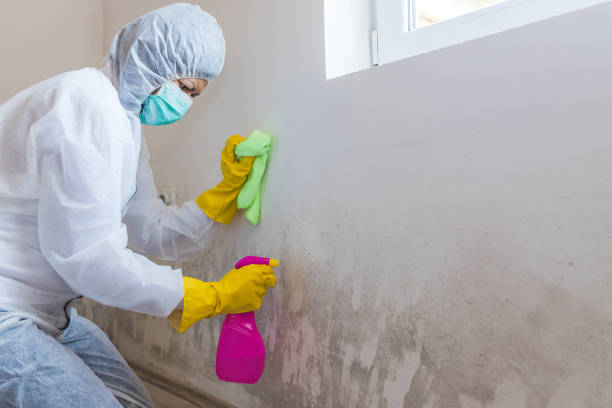 Best Residential Mold Inspection & Testing  in Clayton, GA